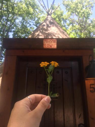 Yellow Flower - Tipi 5 in New Braunfels, USA