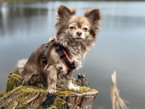 Hundeurlaub - Tiny House im Wald in Tanna, Deutschland