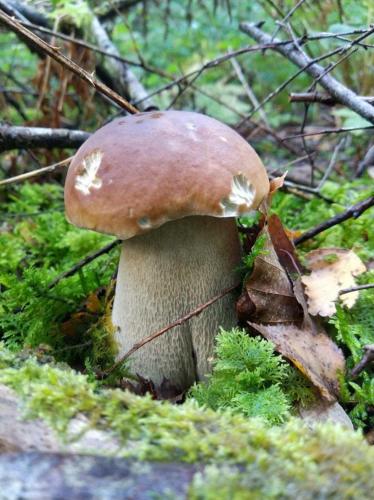 A környék, Green cube in La Courtine