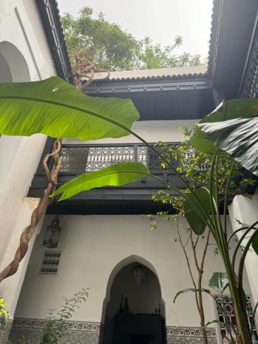 Riad Maiya 3