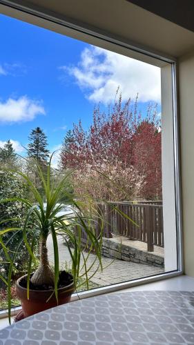 Kelly G's in Ballinasloe