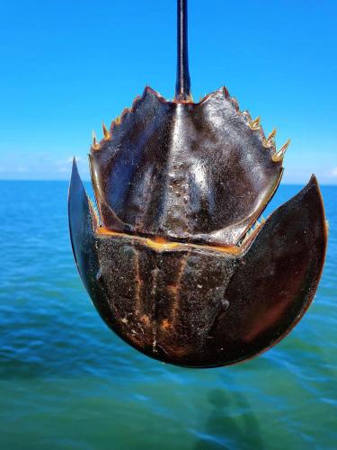 Cheng Heng Boutique - ចេង ហេង ប៊ូទិក in Chrous Pichnil