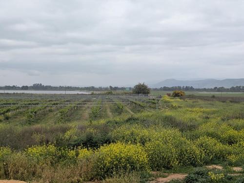 Apkārtne, אור בין הכרמים in Hagoshrim