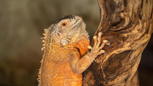 AJWA Cappadocia - Preferred Hotels Legend Collection