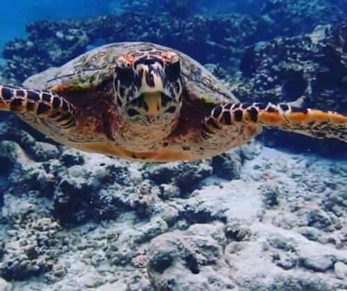 Sea view homestay in 美慕環礁