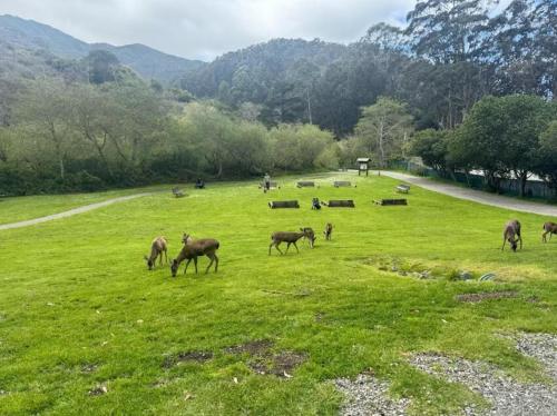 Beachy 1BR Escape with Sofa Bed - Golf & Beach Nearby in Pacifica