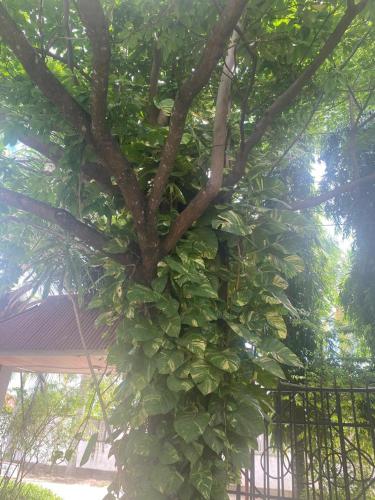 Colobus View Lodge in Bagamoyo