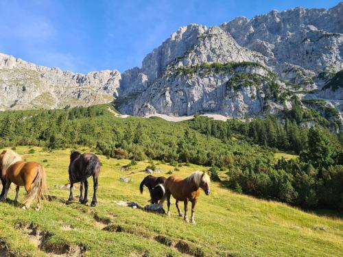 สภาพแวดล้อมโดยรอบ, Apartment Pichler in เซวัลด์