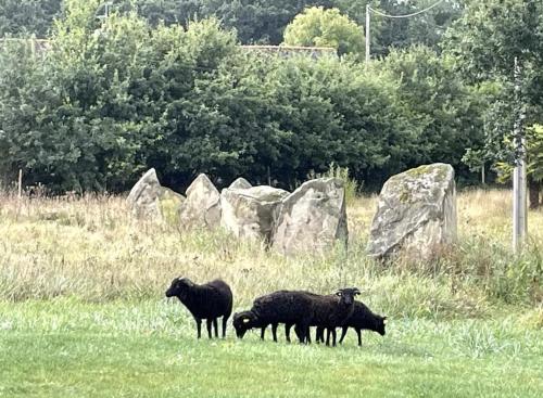 Petite Maison avec Menhirs et Moutons Ouessant in Plouec-du-Trieux
