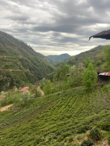 Amiras Dağevi (Amiras Dagevi) in Fındıklı
