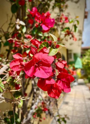 Bed&Breakfast Villa Lorena
