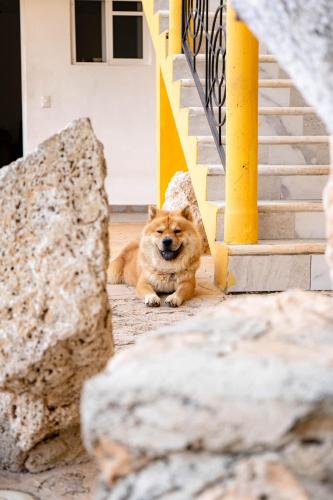 A szálláshely kívülről, Buenosdías Izamal (Buenosdias Izamal) in Izamal