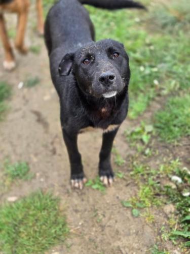 Black ice A-FRAME in Shahdag