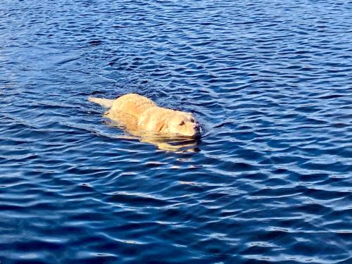 Golfing, Walking, Fishing Rest - sleeps 8 in Oughterard