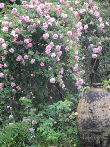 La Gallina Felice B&B – Piano di Sorrento, CO