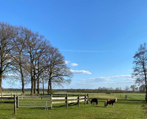 Ferienhof Westermann Waldblick in Lahden