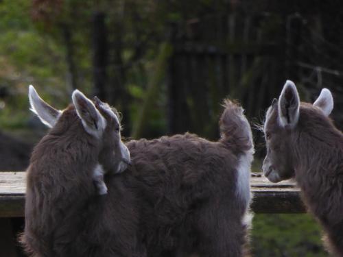 Boerderij de Borgh - image 9