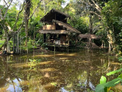 Jungle Cabin - Satori