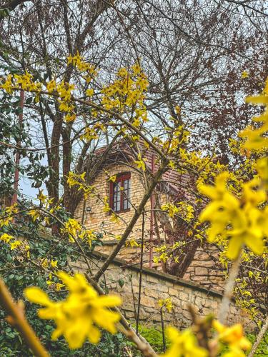 Вілла Білий Бізон Хмелева