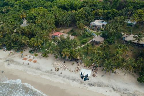 Cocobeach Palomino