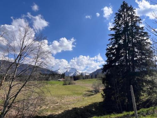 Hirsch, Oberstaufen Steibis, Оберштауфен (фото 9)