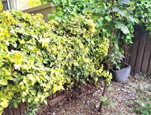 HouseSleeps7-Parking-Garden-CityBreak-Peckham Arts, Londres (foto 5)