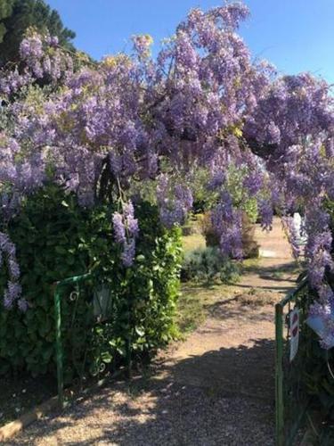 GuestHost - La vita è bella, with pool & parking, Passignano sul Trasimeno (foto 8)
