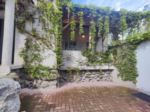 Kert, Brodsky's Cat Art Hostel in Újvidék