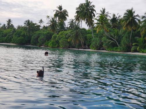Programlehetőségek, Fishing Tours Maldives in Thaa korallzátony