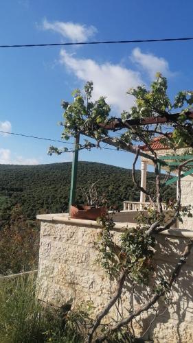 ريف عجلون, Ajlun (foto 3)