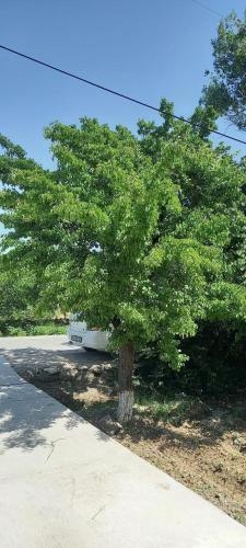Garden By Ismail, Boukhara (photo 7)