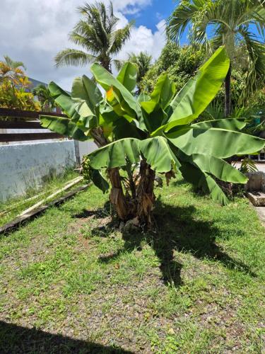 Paradise in Baie-Mahault