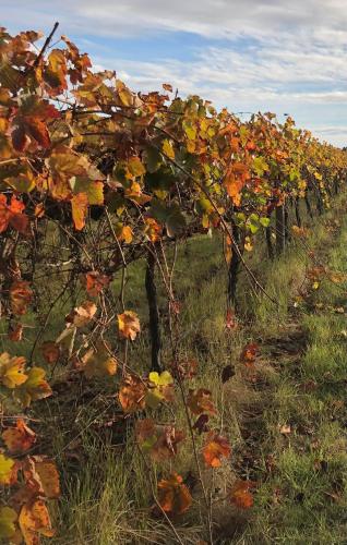 View, Vineyard Views Rutherglen  in Rutherglen