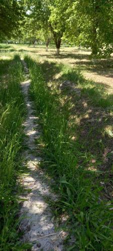 Garden By Ismail, Boukhara (photo 9)