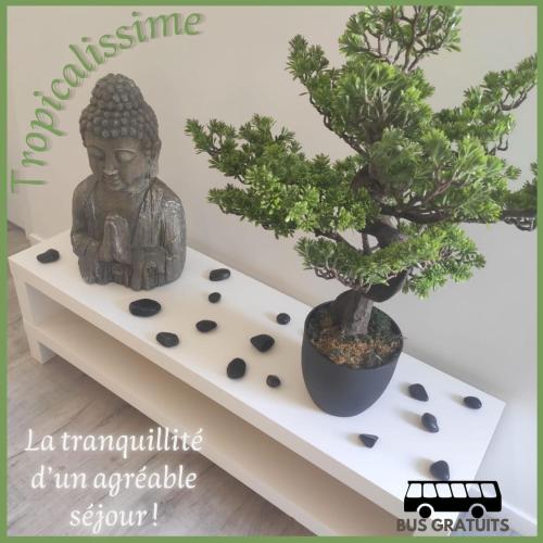 Tropicalissime, Dunkerque