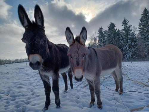 At 2 donkeys - Country life with a large kitchen in สวิทาวี