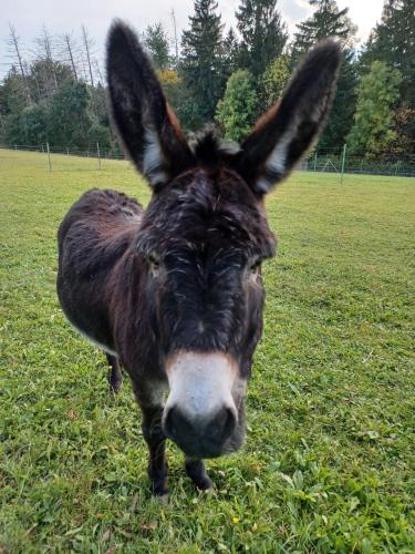 At 2 donkeys - Country life with a large kitchen in สวิทาวี