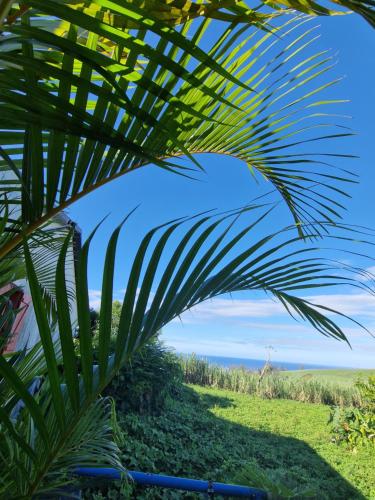 Sous les palmiers - Location saisonnière - Saint-Joseph