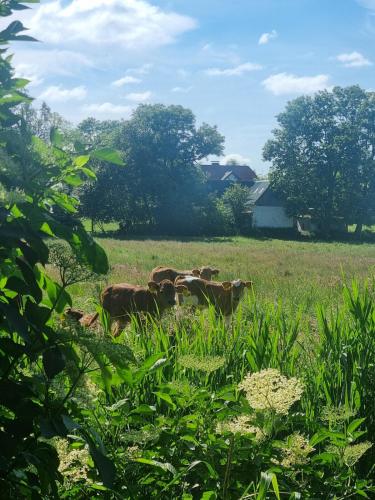 Ümbrus, TinyEscape ca 1 Std von Hamburg entfernt in Delve