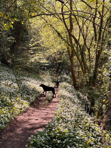 Cotswolds AoNB Cottage- Modern Renovation- Sleeps8 in Midford