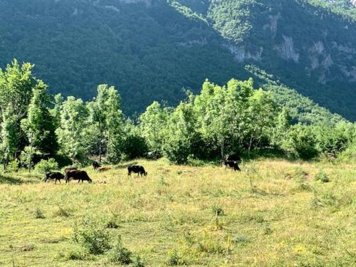 Sofia Guest House in Andrijevica