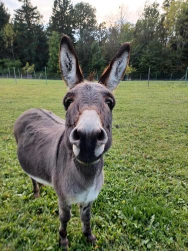 At 2 donkeys - Country life with a large kitchen in สวิทาวี