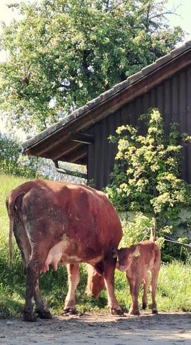 Completely Open Barn-Nature Höllhof Adventure with panoramic view outdoor -near Lucerne (Completely Open Barn-Nature Hollhof Adventure with panoramic view outdoor -near Lucerne) in Kriens