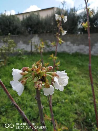 Albero della musica 5