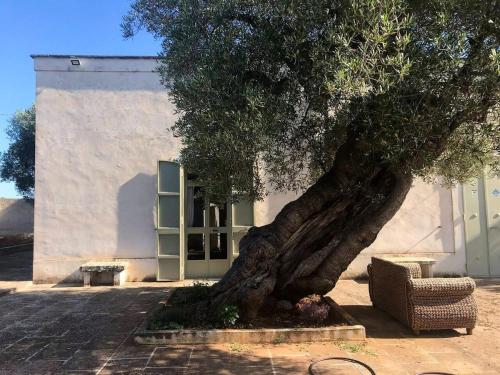 Villa Don Vito surrounded by centuries-old olive trees in Torricella