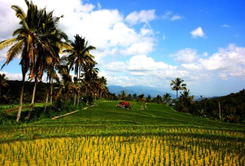 Puri Alam Bali