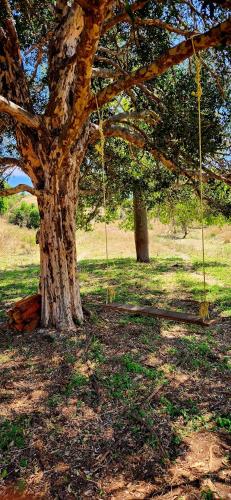 Omgivelser, The Barn Mundubbera, family & pet friendly in Wyandra