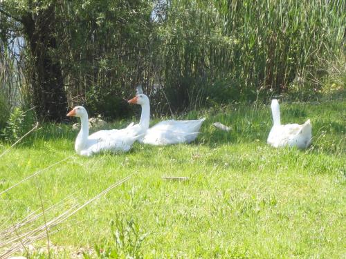 Anemolia Resort and Spa