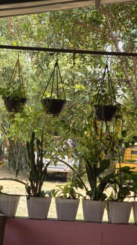 Coffeeisland vintage stay in Meenangadi