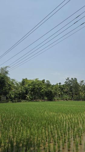 Coffeeisland vintage stay in Meenangadi